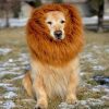[B00O2842UU] かわいいペットがライオンに変身！立派なタテガミで周りも驚く 愛犬 愛猫 コスプレ グッズ TPE-03 (愛犬用 LL)