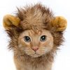 [B01AAAPZHW] ルルペット ペット用 コスプレキャップ ライオンのたてがみ(耳付き) 猫が獰猛なライオンに変身 愛猫や愛犬の可愛さがアップ！
