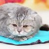 [B00LO45ZIS] Hoshizoraya ( ほしぞらや ) まんまる ジェルマット 猫 犬 ちゃん の 暑さ対策に お留守番も安心 ジェルシート