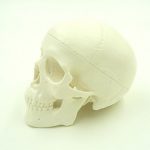 [B017XOYDXK] 頭蓋骨 模型ミニ 顎関節 可動 タイプ 持ち運び 便利 歯科 耳鼻科 眼科 学校教材用 ドクロ スカル ガイコツ 骨