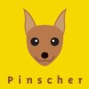 [B00ID3HC7A] うちの ピンシャー レッド 犬 ステッカー dst020-b